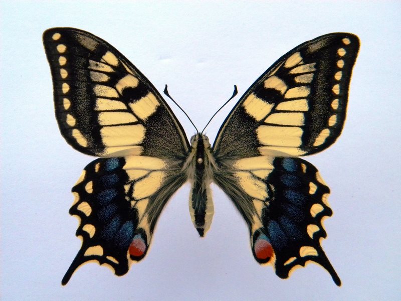 Papilio machaon (cold shock abb 3) (Internet Image property of respective owner, non-commercial use only)